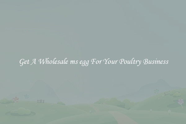 Get A Wholesale ms egg For Your Poultry Business